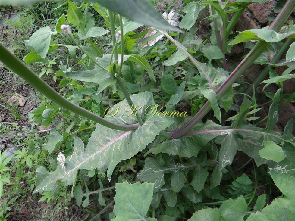  Middle and Upper cauline leaves